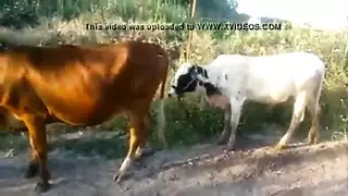 جلسة نيك حيوانات المزرعة: بقرة مجنونة تمارس الجنس مع عجل