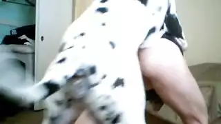 سكس كلاب متوحش: قضيب الحيوان يمددها