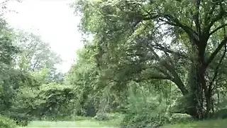 إفريسة نيك: مطلقات مثيرة تأخذ حمولات متعددة