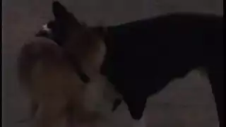 ثدي وأعناب: إباحية ساخنة لعاملة مزرعة في البستان